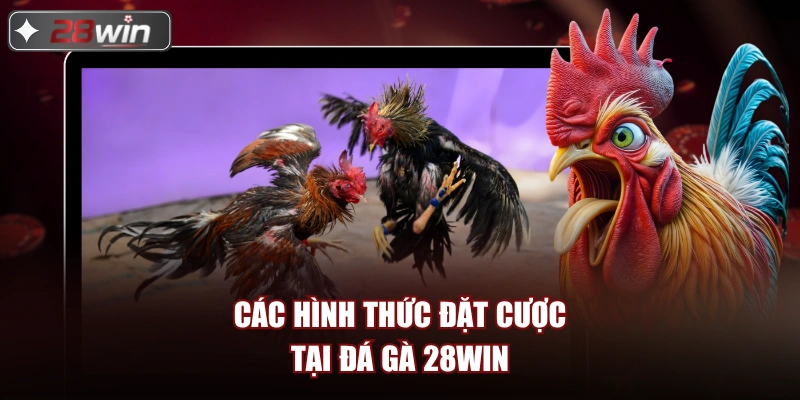 Các hình thức đặt cược tại đá gà 28win Các hình thức đặt cược tại đá gà 28win