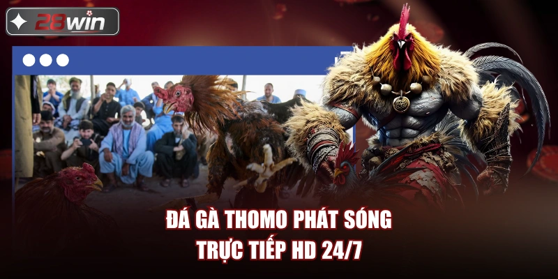 Đá Gà Thomo phát sóng trực tiếp HD 24/7