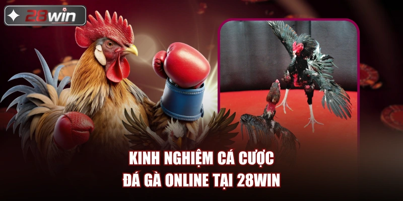 Kinh nghiệm cá cược đá gà online tại 28win
