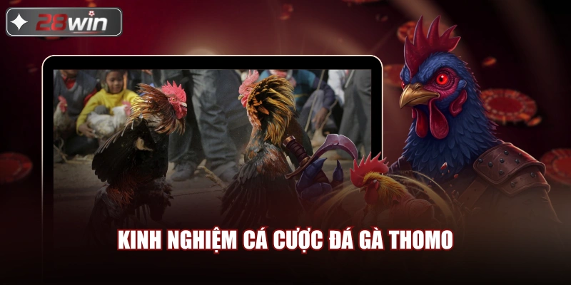 Kinh nghiệm cá cược Đá Gà Thomo